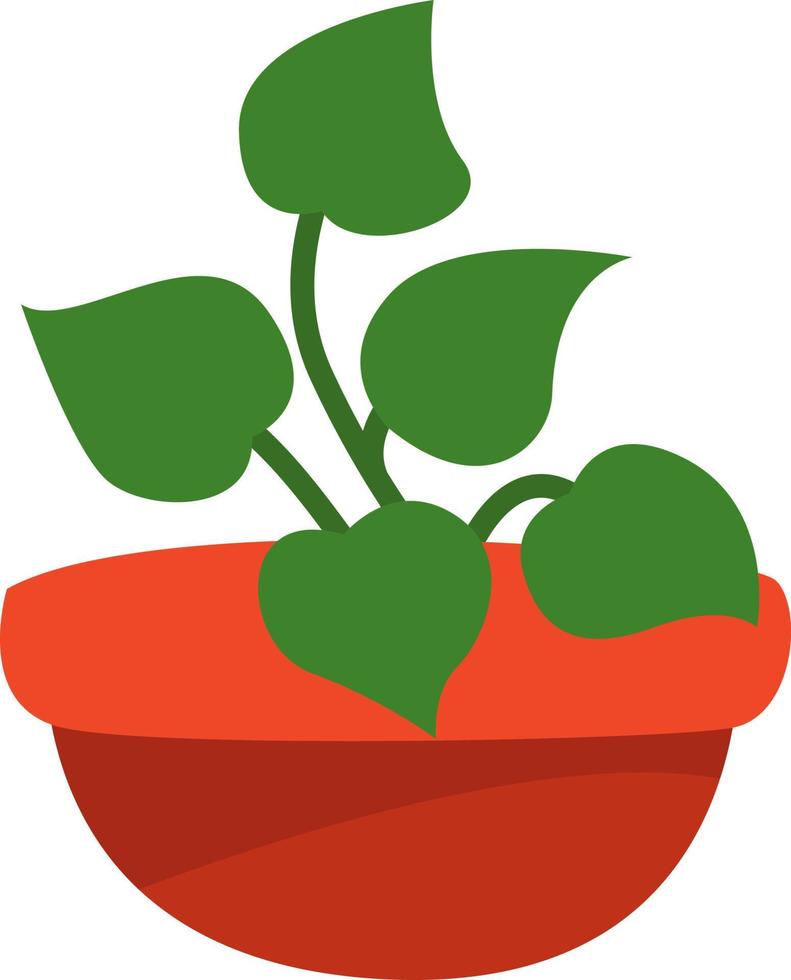 Pothos plant in pot, illustration, vector on a white background.