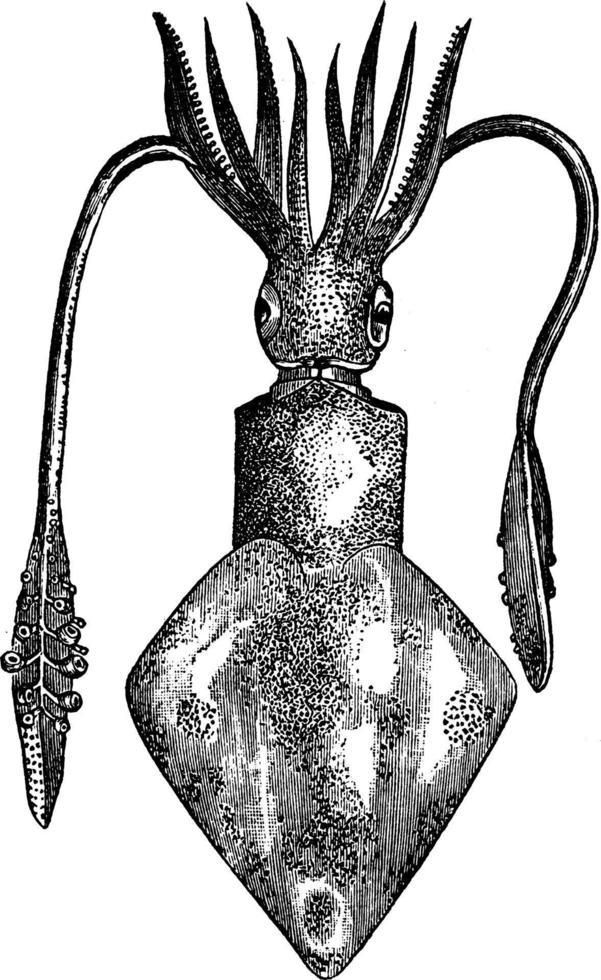 calamar europeo, ilustración vintage. vector