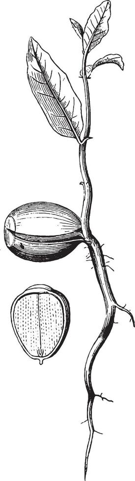 Seedling vintage illustration. vector