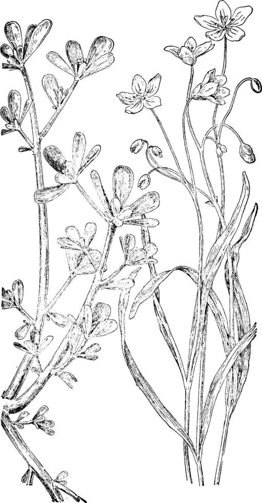 Purslane and Spring Beauty vintage illustration. vector