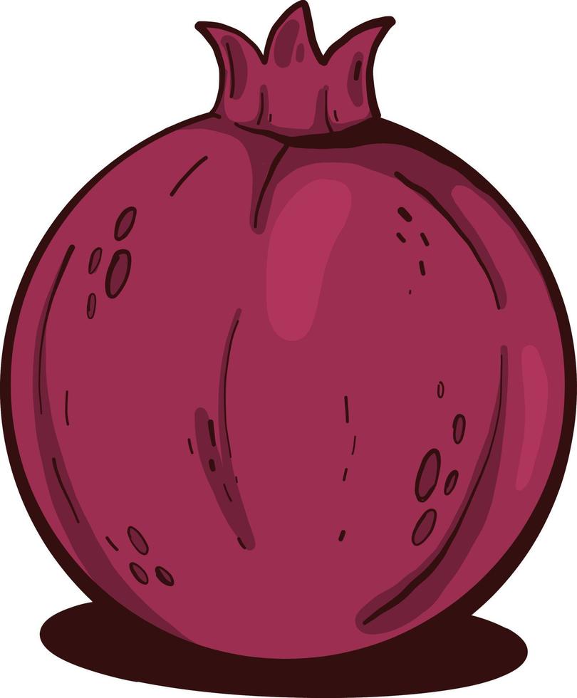 Purple pomegranate,illustration,vector on white background vector