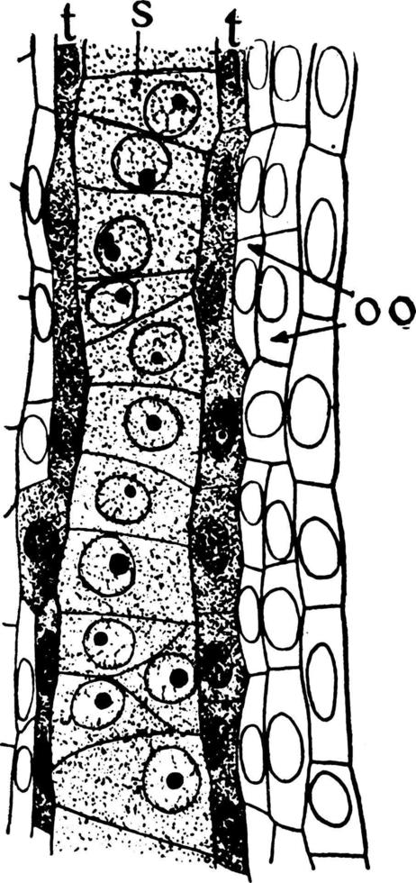 Microspore Cells vintage illustration. vector