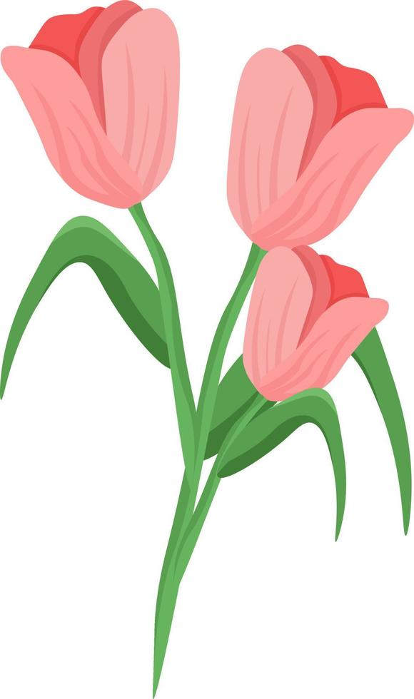 Pink tulips, illustration, vector on white background