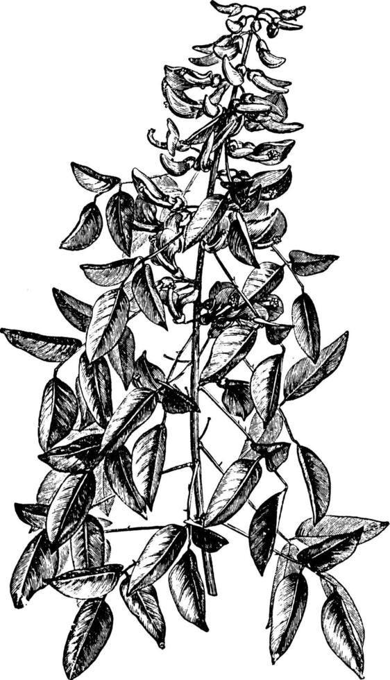 Portion of Annual Herbaceous Flowering Shoot of Erythrina Crista-Galli vintage illustration. vector