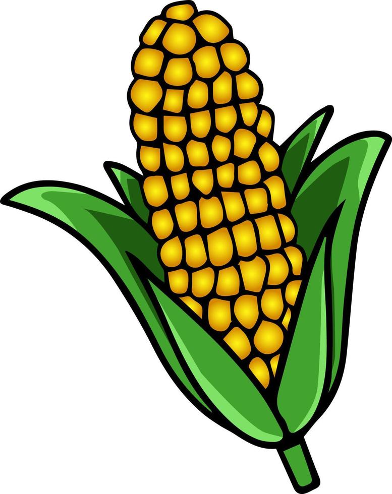 Fresh corn, illustration, vector on white background. 13574708 Vector ...