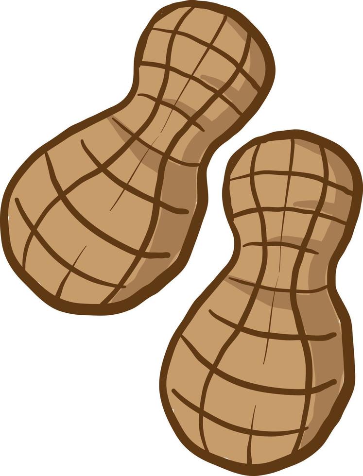 Two peanuts, illustration, vector on white background.