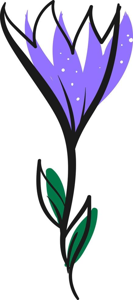 Crocus drawing, illustration, vector on white background.