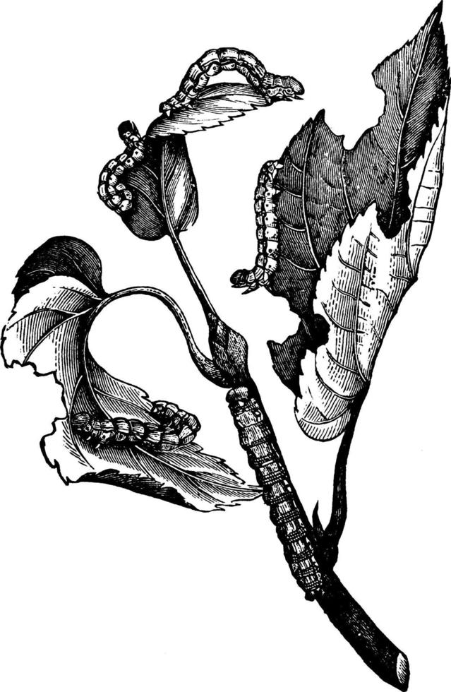Moth or Hybernia tiliaria, vintage illustration. vector