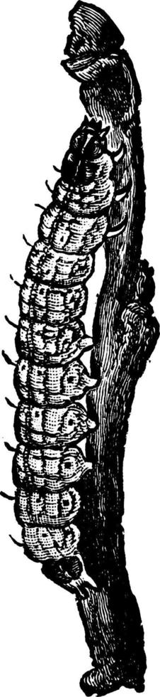 gusano cortador, ilustración vintage. vector