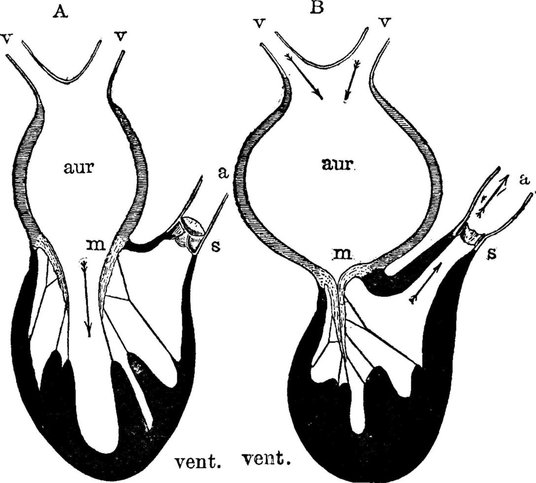 Diagram of the Action of the Heart, vintage illustration. vector