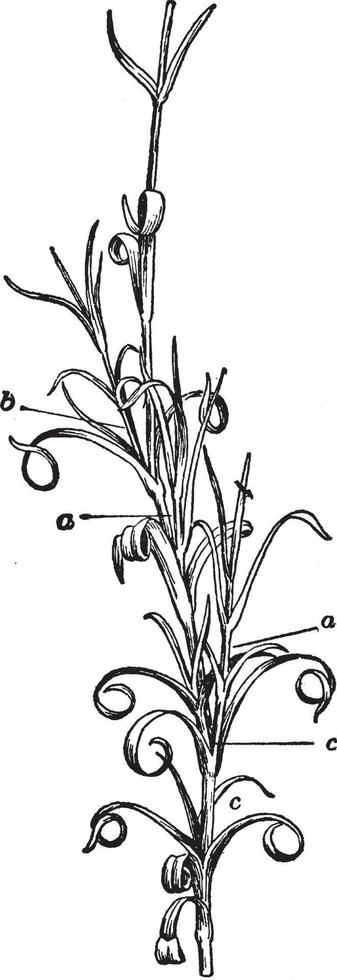 Carnation Cuttings vintage illustration. vector