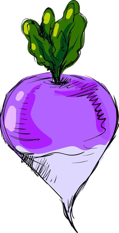 Turnip with paints, illustration, vector on white background.