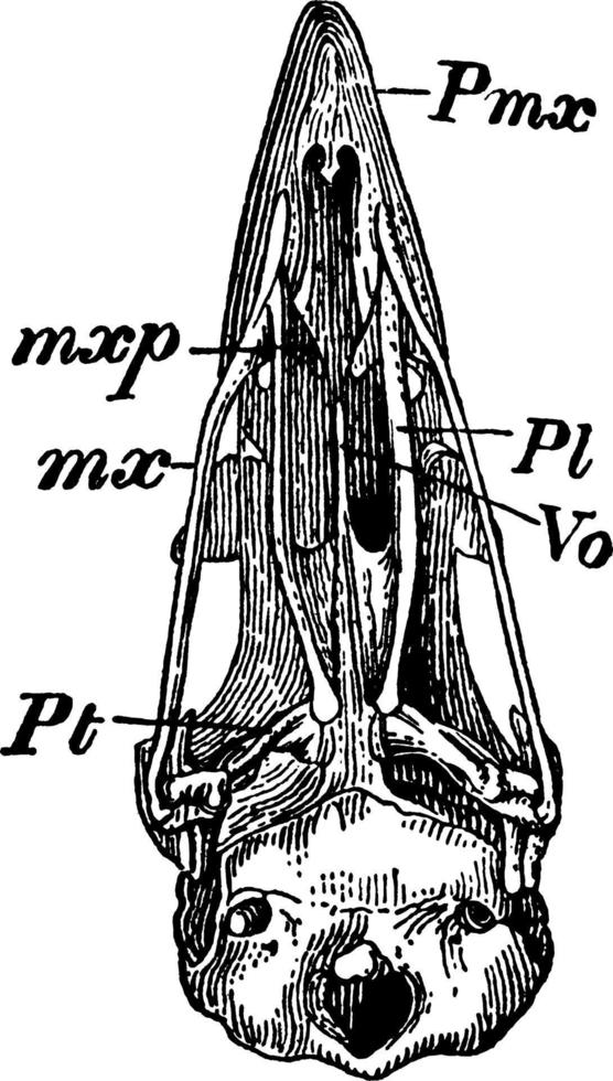 Bird Skull, vintage illustration. vector