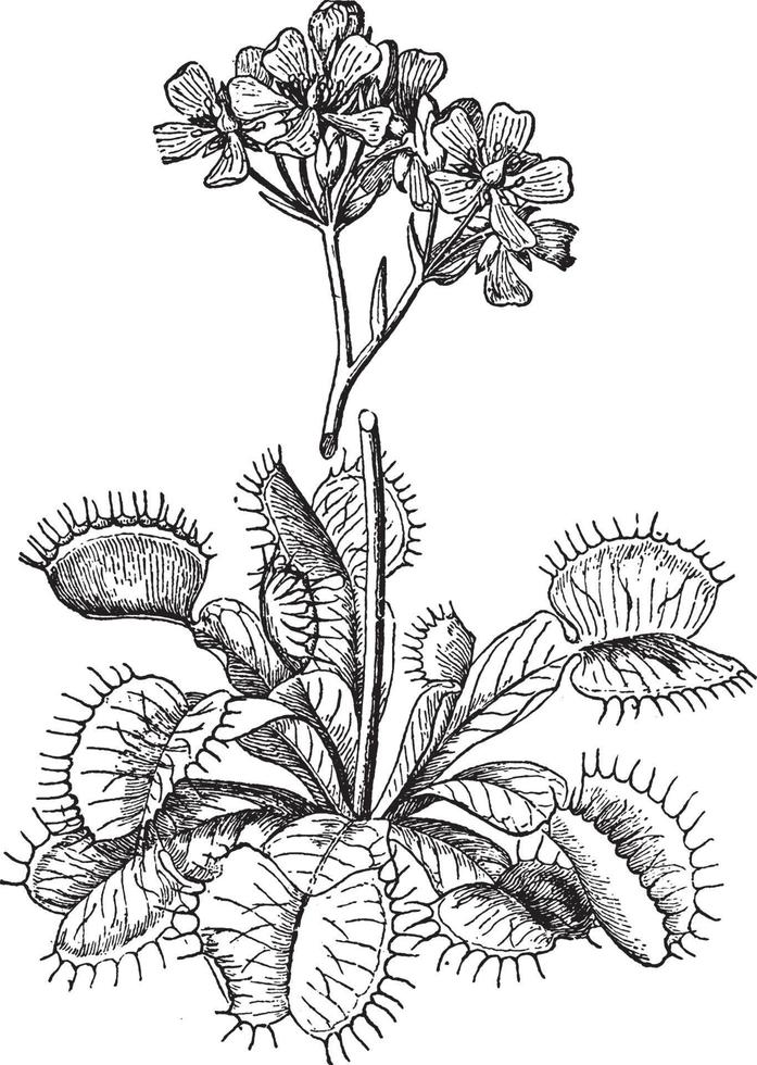 Venus Fly Trap vintage illustration. vector