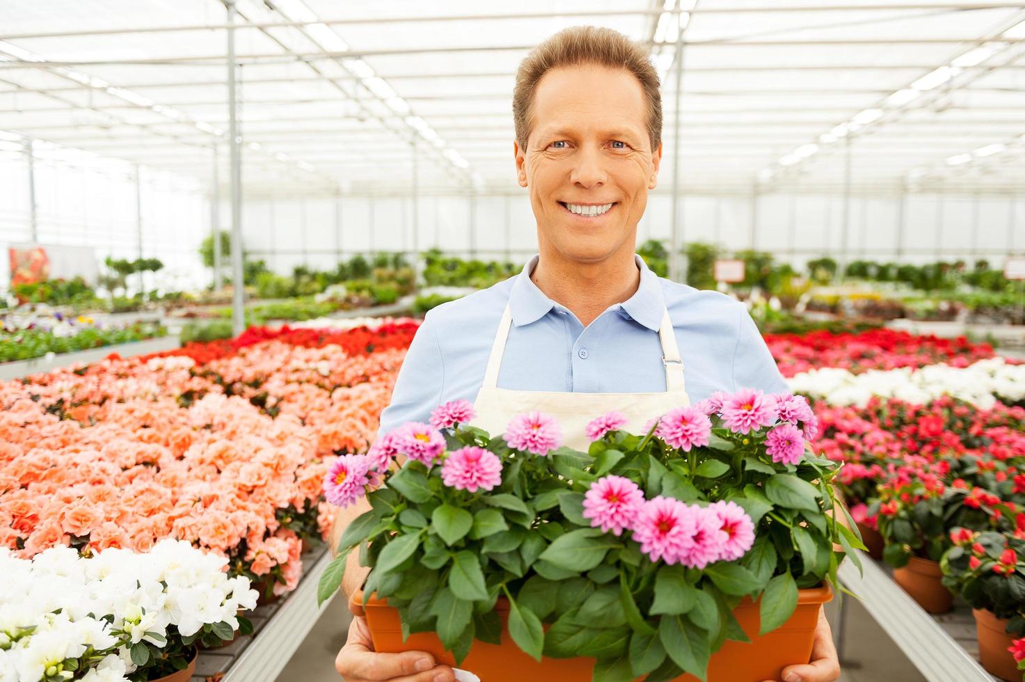 Enjoying his work with plants. Wide angle portrait of handsome mature man in apron holding a potted plant and smiling while standing in a greenhouse photo