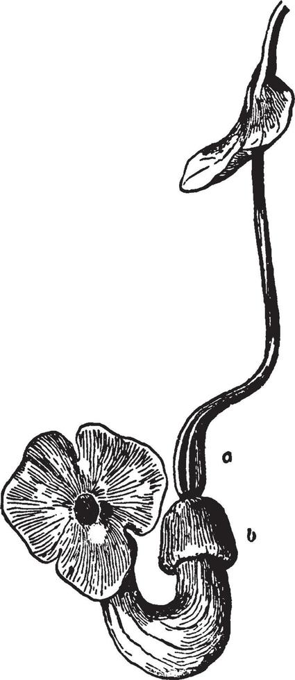 Aristolochia Macrophylla vintage illustration. vector