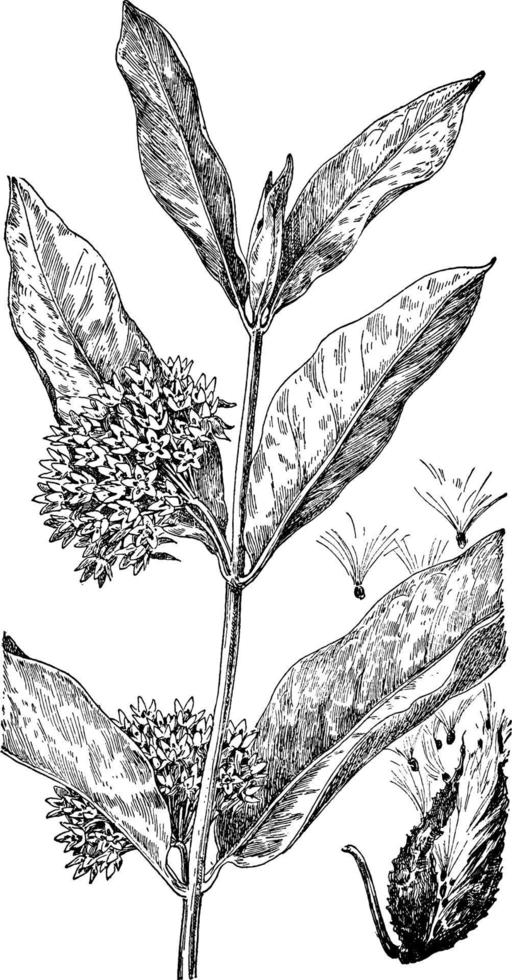 Common Milkweed vintage illustration. vector