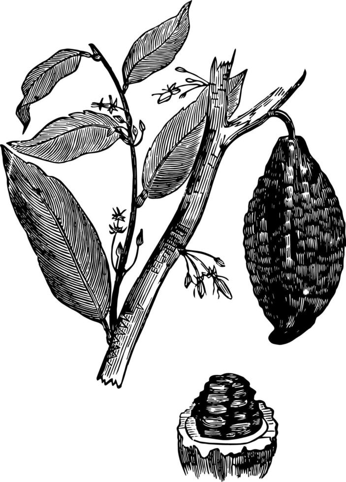 Cacao Tree vintage illustration. vector