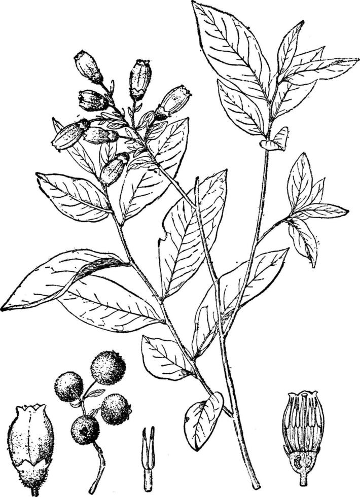 Vaccinium Hirsutum vintage illustration. vector