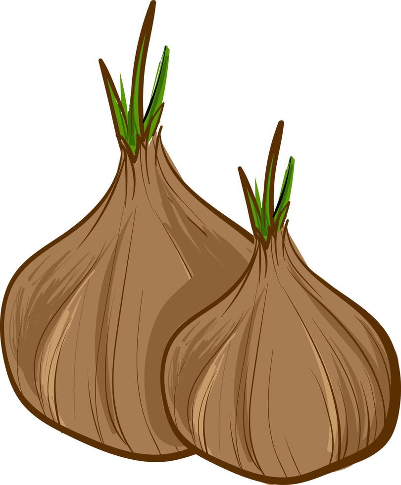 Two beautiful onions, illustration, vector on white background.