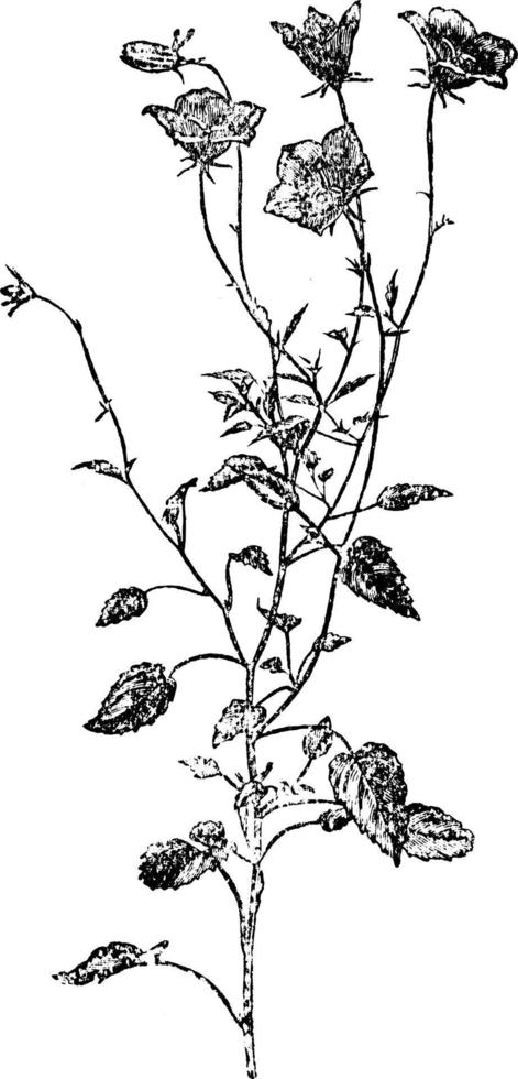 Flowering Stem of Campanula Carpathica vintage illustration. vector