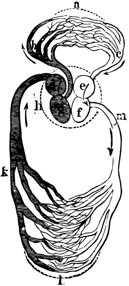 Heart and Blood Vessels, vintage illustration. vector