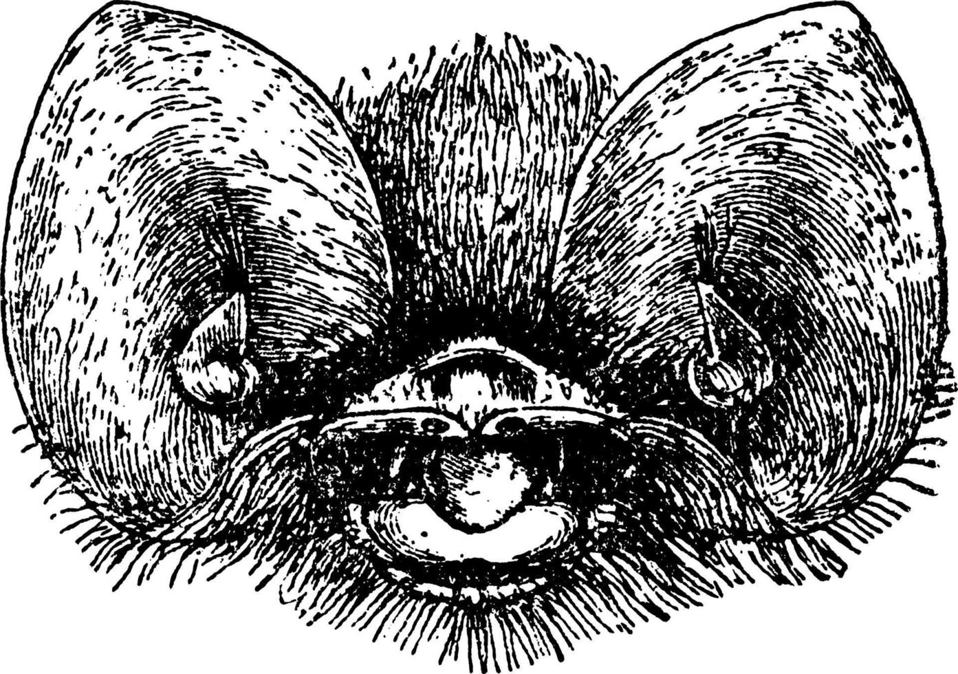 Natalus Unicropus, vintage illustration. vector