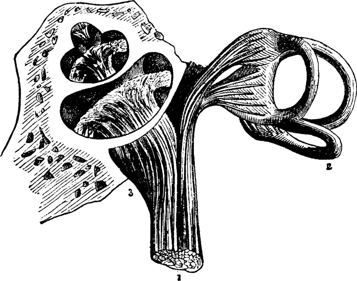 nervio auditivo, ilustración antigua. vector