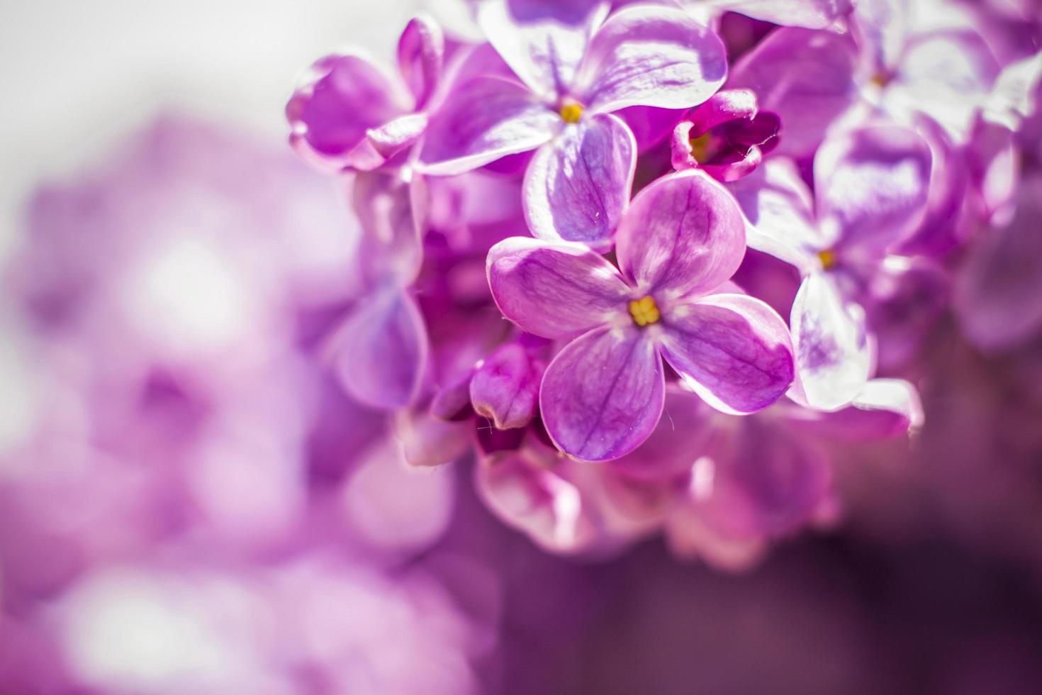Beautiful and fragrant lilac in the garden. A close-up with a copy of the space, shot on a macro with a background blur for the wallpaper as the background. Natural wallpaper. Selective focus. photo