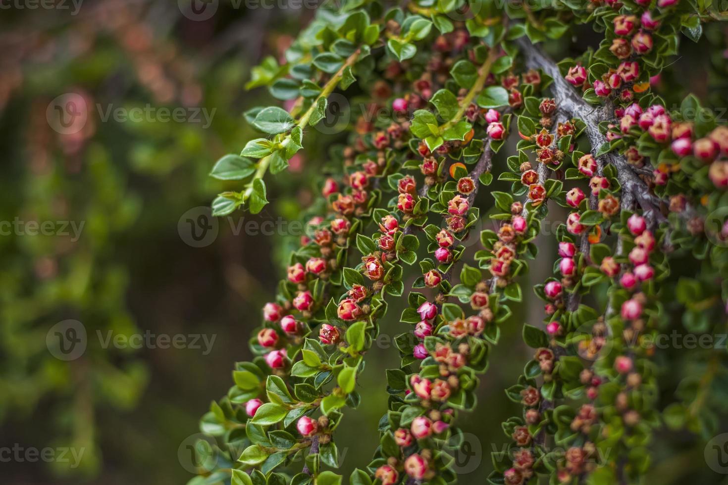 A shrub with bright small dogwood flowers. Close-up with a copy of the space, using the natural landscape as the background. Natural wallpaper. Selective focus. photo