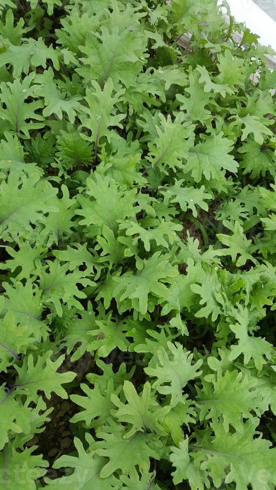 bed of baby kale growing photo