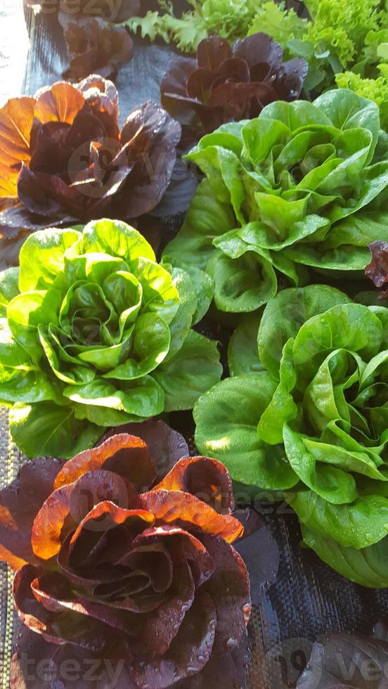 red and green lettuce photo