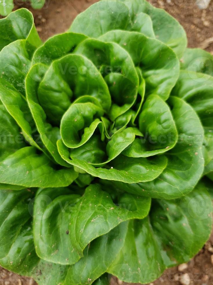 A head of green Boston lettuce photo