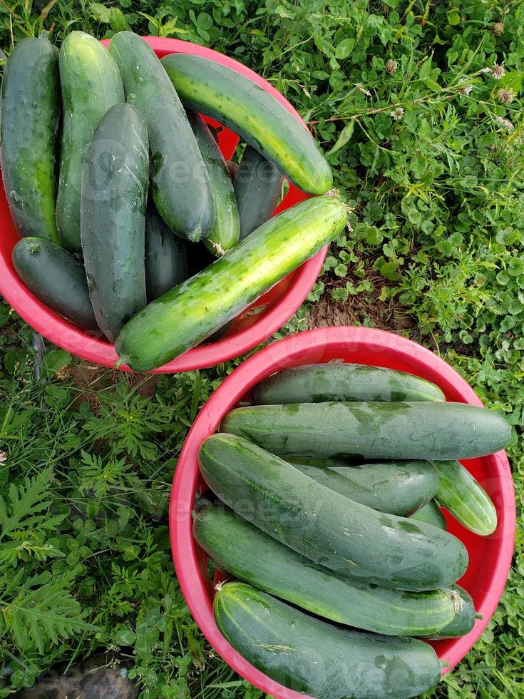 Two red baskets full of cucumbers photo