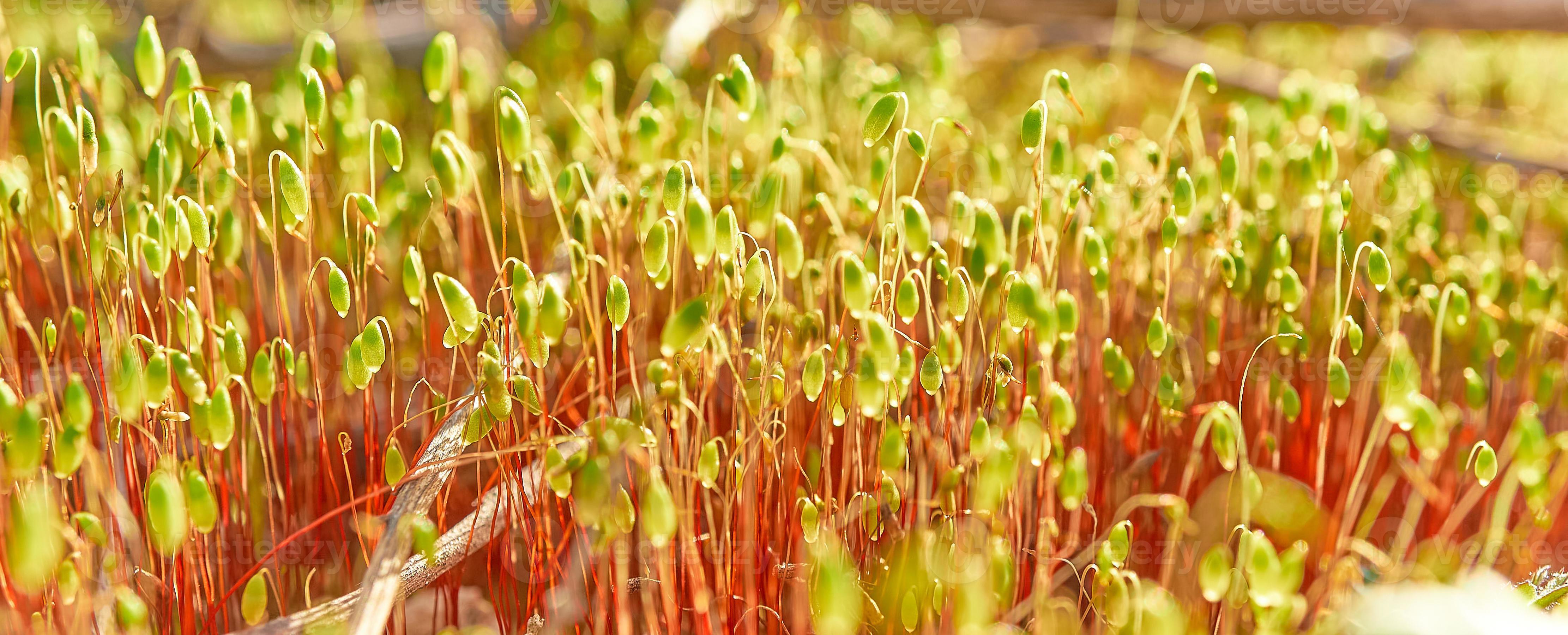 First spring shoots of moss in the forest Close up fresh moss