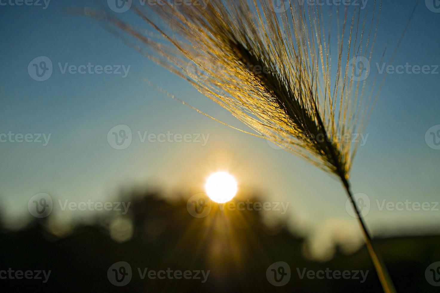 abstract Background of fluffy spike barley close-up at sunset Selective focus. Hordeum jubatum, Foxtail barley photo