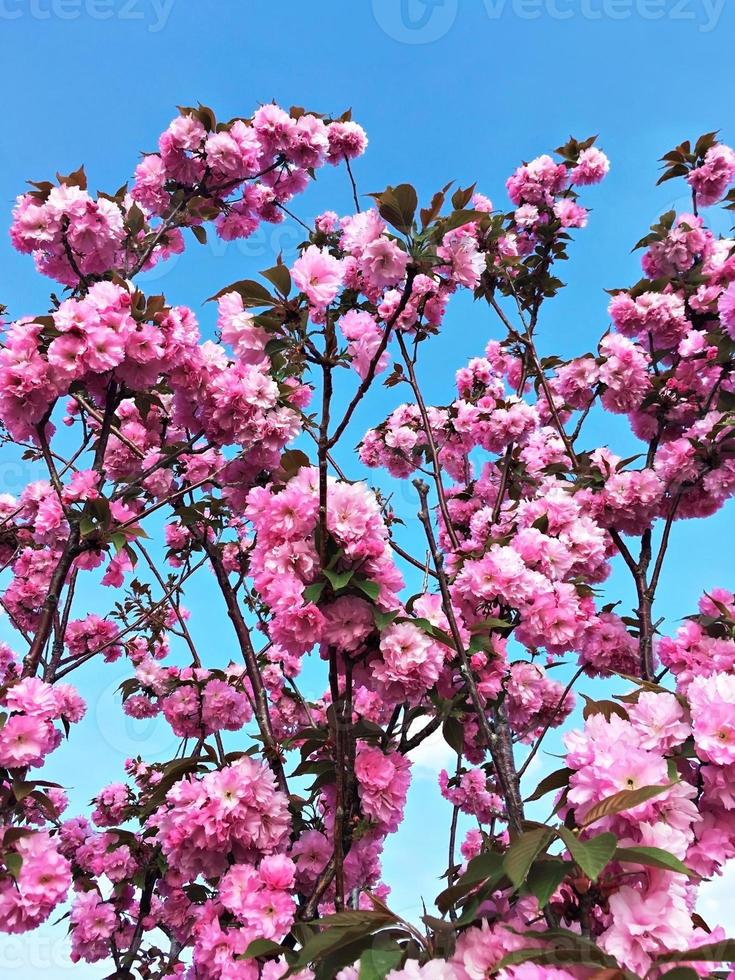 sakura floreciente, cerezo o almendro con flores rosas sobre un fondo de  cielo azul. flor rosa primaveral 13584415 Foto de stock en Vecteezy