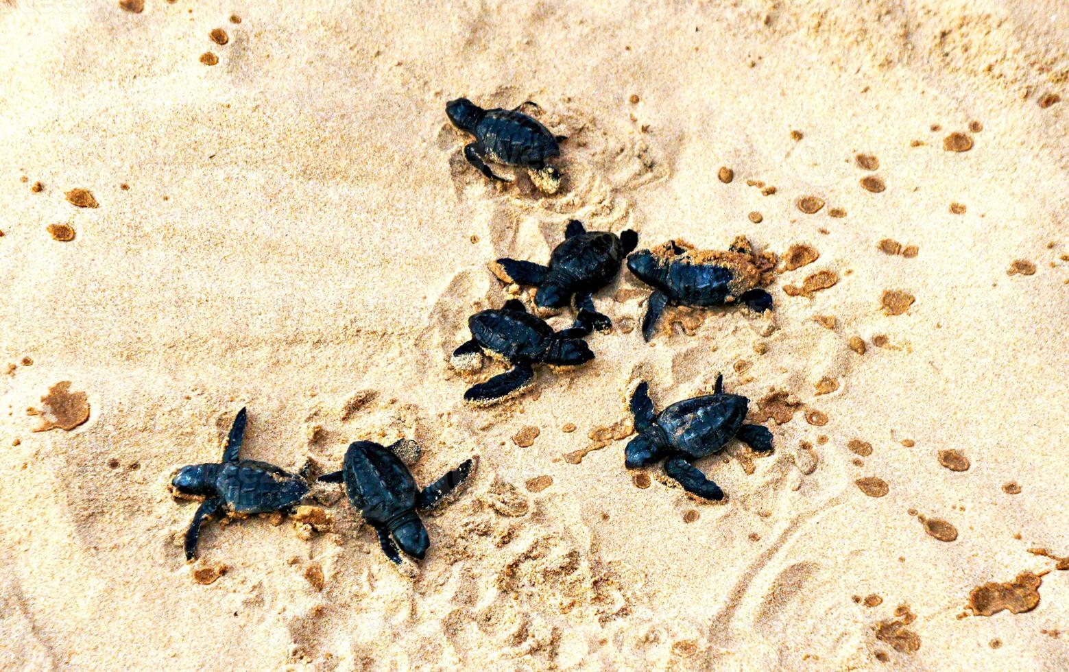 Several newly hatched small black sea turtles crawling along the sand to the sea photo
