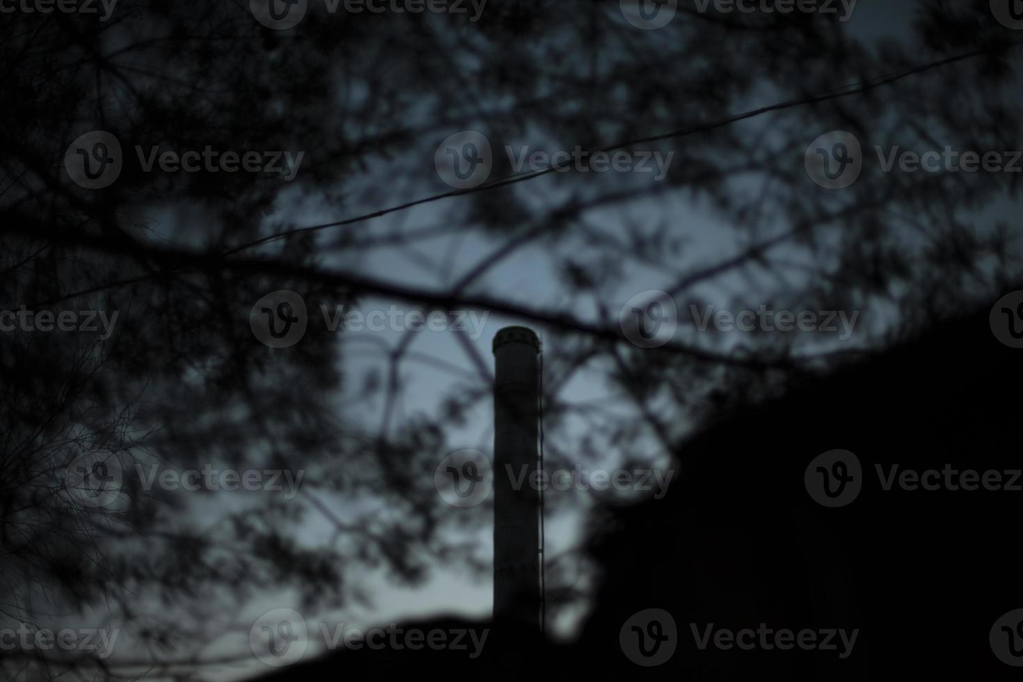 Dark background forest. Plants in dark. Tangle branches. View through bushes. photo