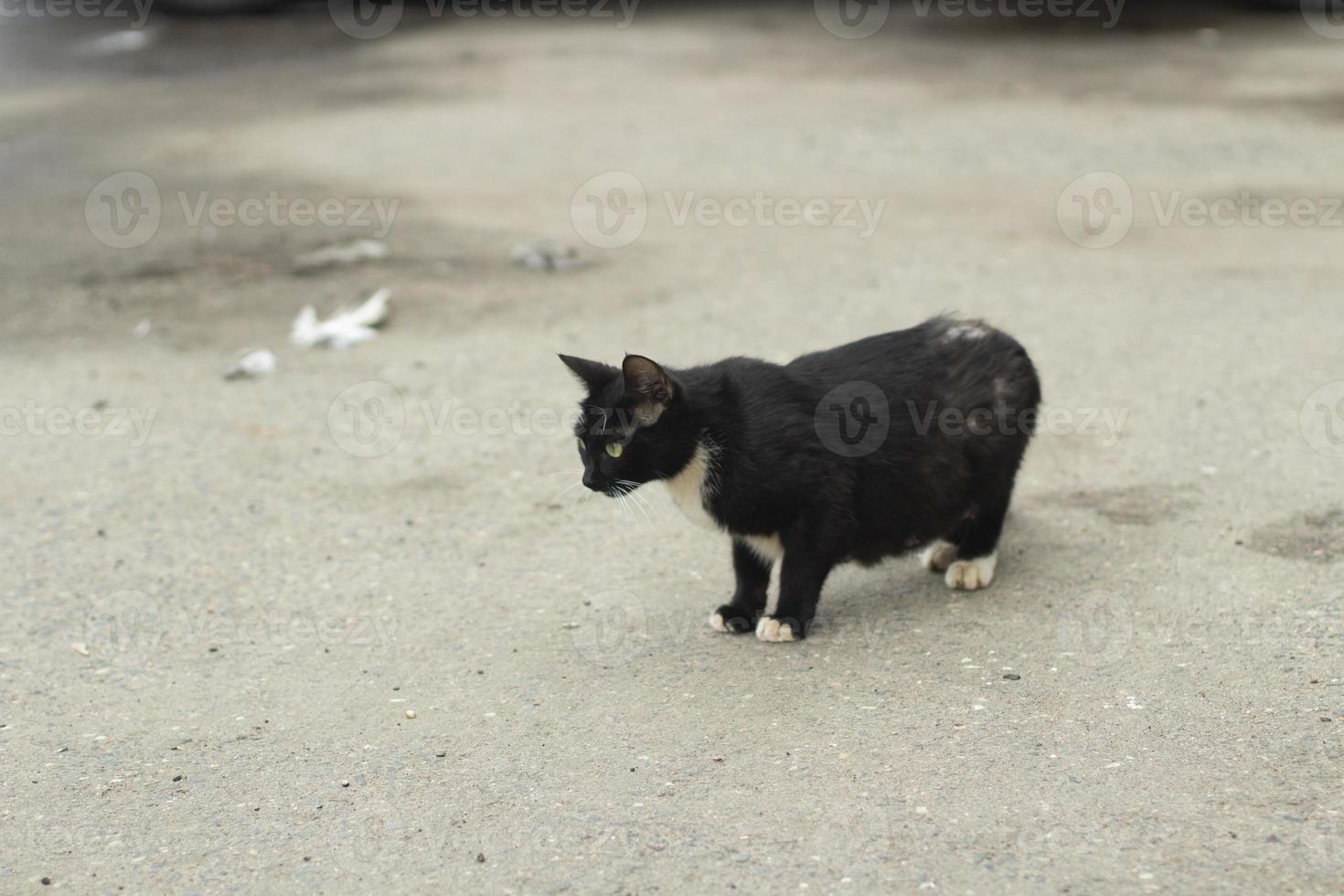 Homeless cat black. Cat. Pet without owner. photo