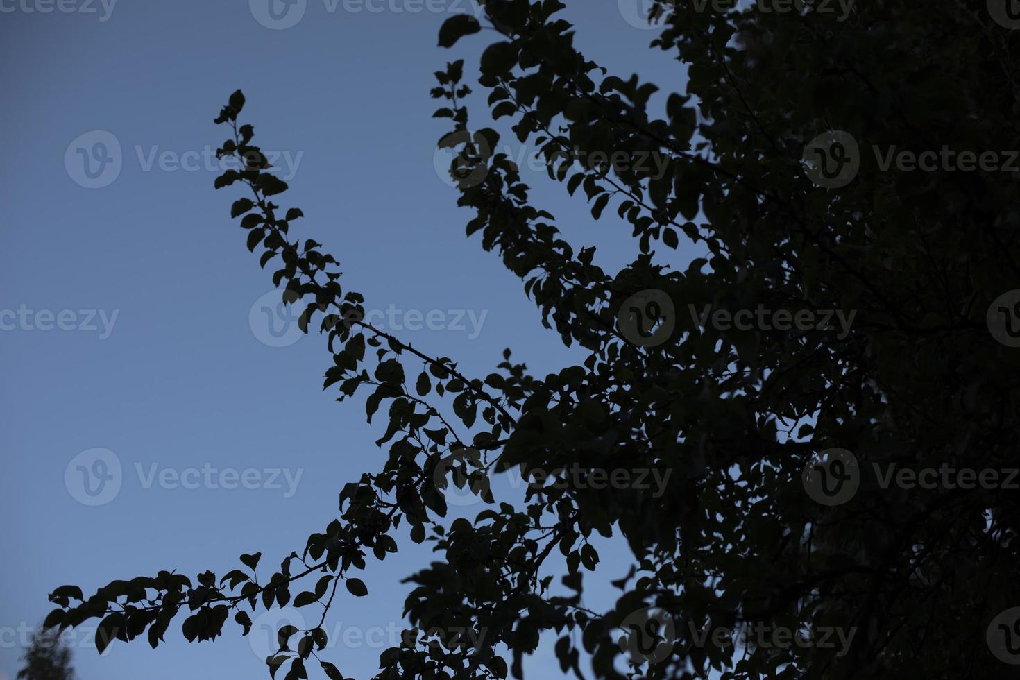 Nature in summer. Plants in park. Natural beauty. photo