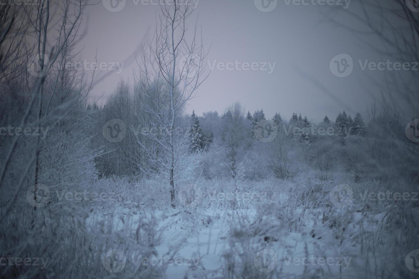 Frosty landscape. Evening in winter. Forest with frozen branches. photo