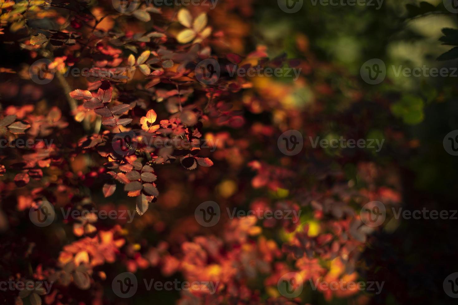 hojas rojas en otoño. colores de otoño. hermosos arbustos de fondo. foto