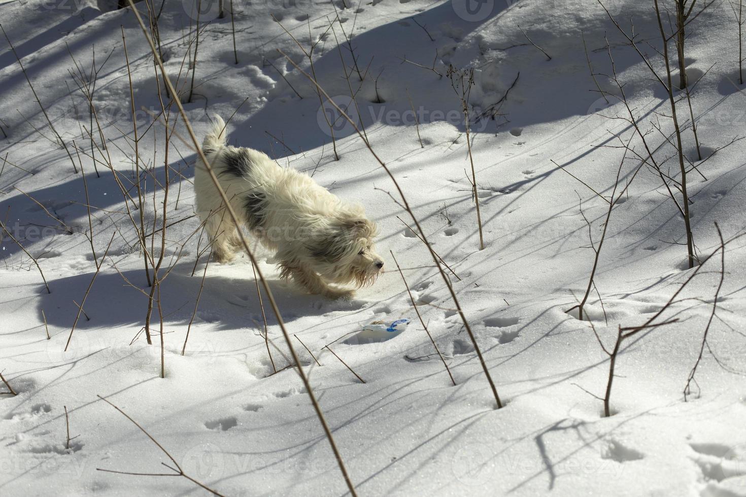 Dog on walk in winter. White pet hair. Snow and dog. Walking animal. photo