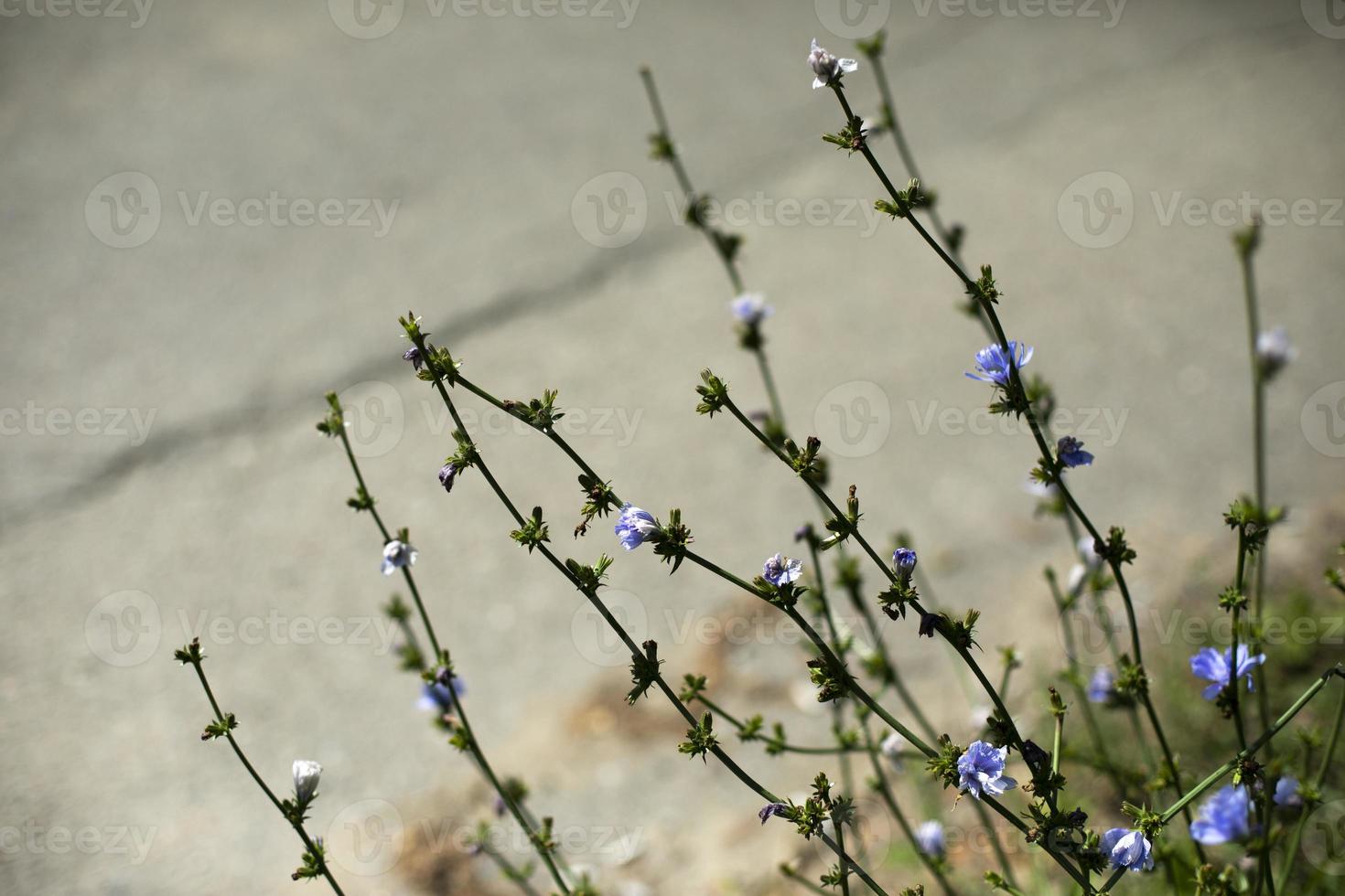 Nature in summer. Plants in park. Natural beauty. photo