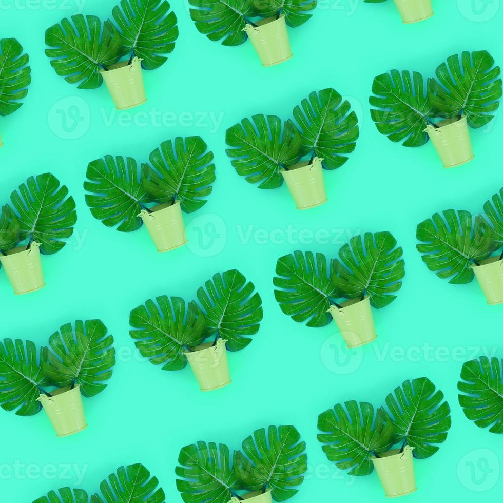 Tropical palm monstera leaves lies in a pastel pails on a colored background. Flat lay trendy minimal pattern. Top view photo