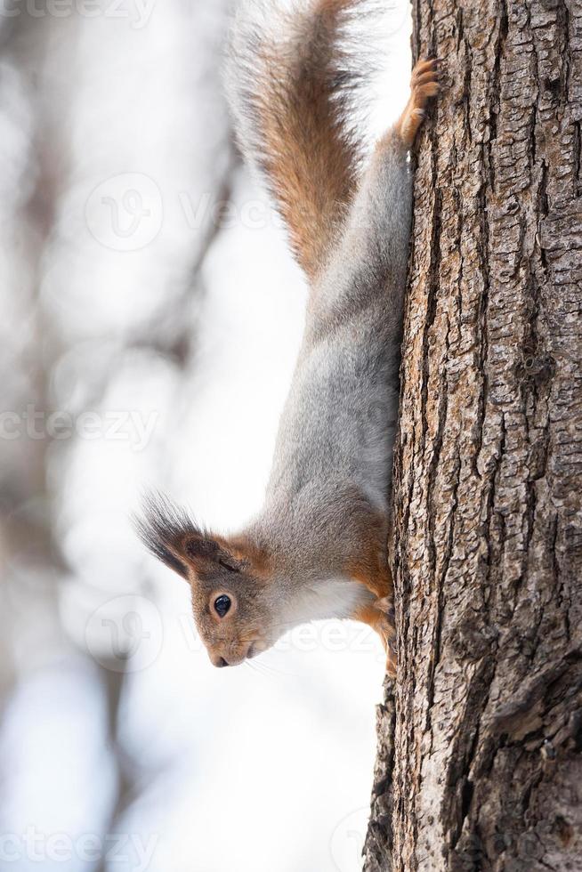 Squirrel tree in winter photo