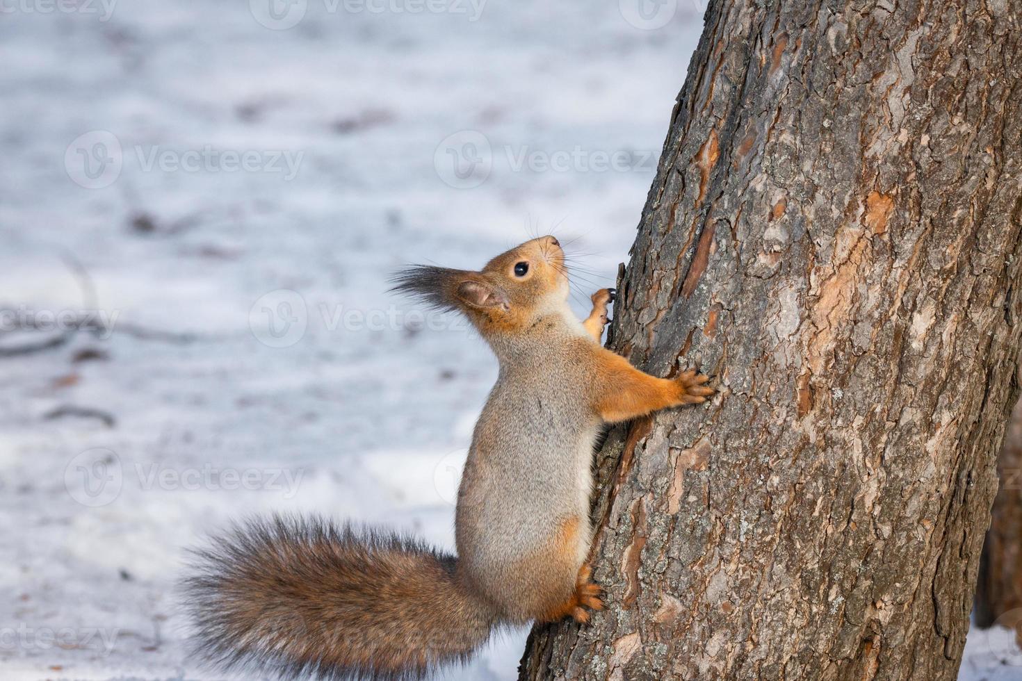 Squirrel tree in winter photo