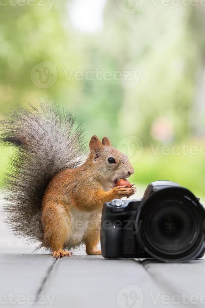 Squirrel and camera photo