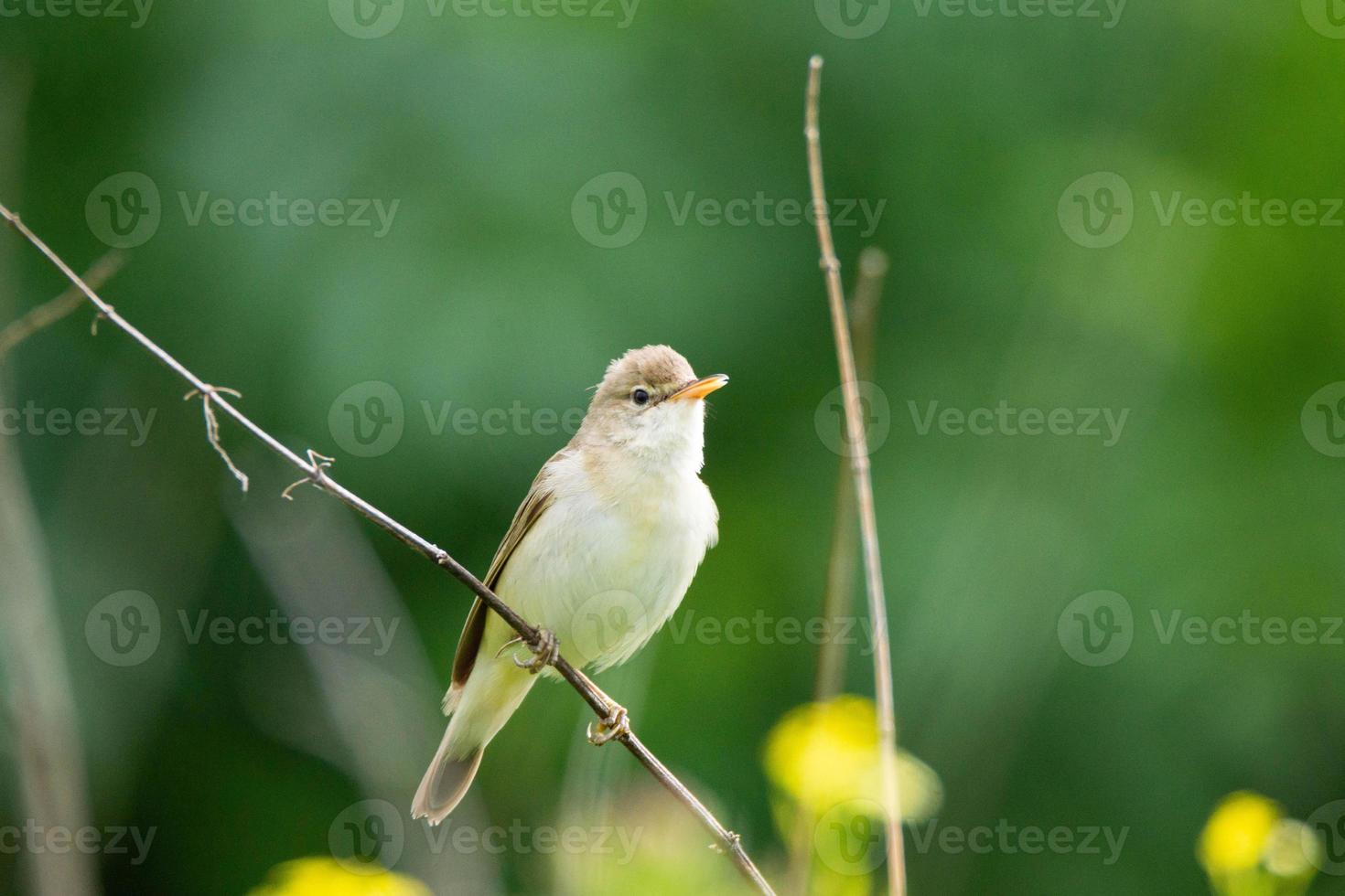 reed on a branch photo